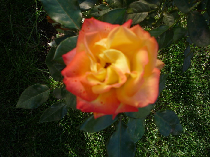 P1010838; trandafir in degrade
