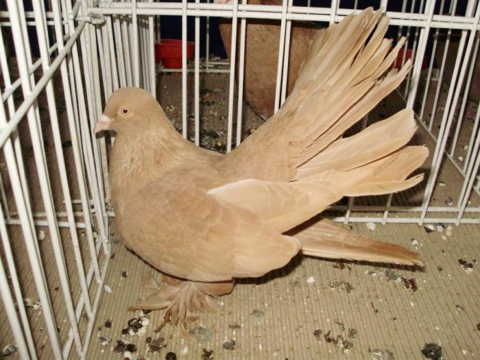 rollcj 8 - 1506 1 porumbei rj