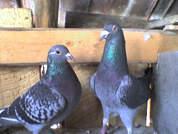 bulgara si 03 - porumbeii pe care i-am avut