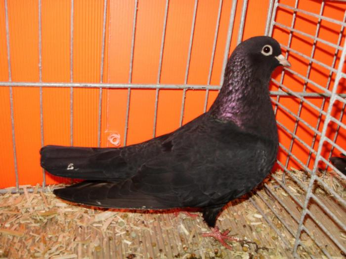 00750a arab 1 - 1505 partea 5