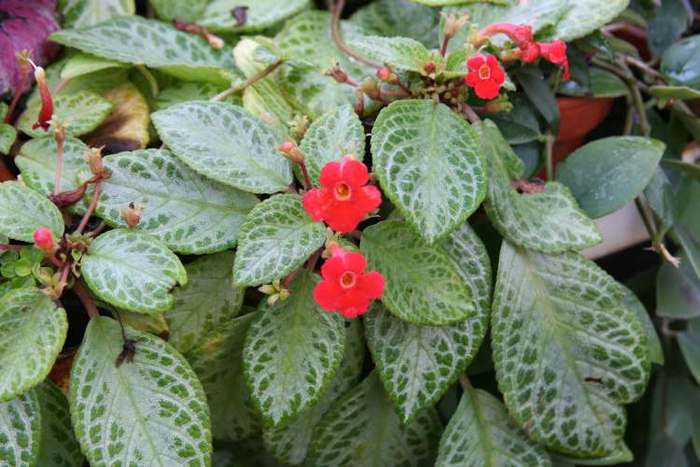 Episcia%20cupreata - Episcia