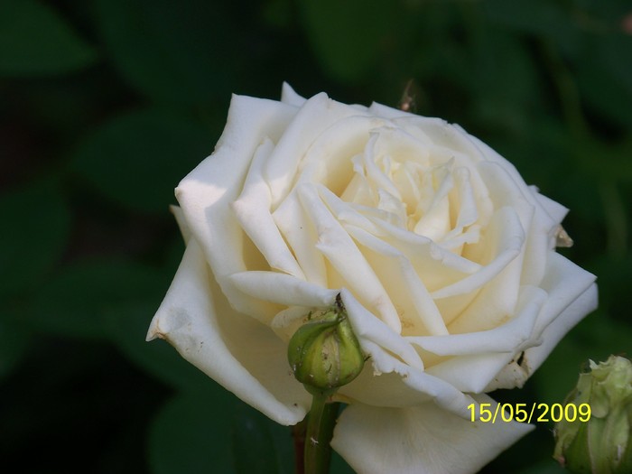 100_1834 - Primavara in curte  Timisoara