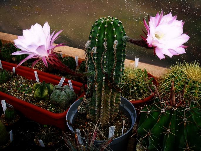 Echinopsis