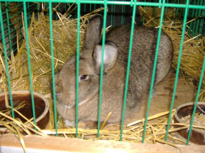 Nitra 06.12.2008 091