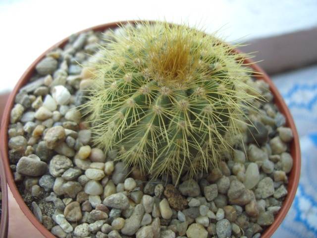 Eriocactus Claviceps - cactusi si  suculente 09