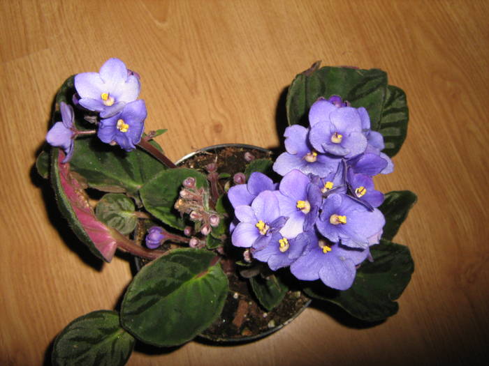Saintpaulia Blue Victoria - violete
