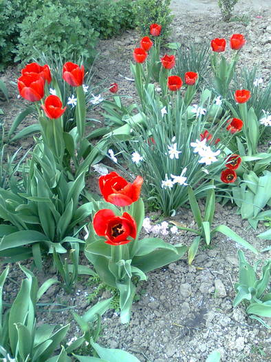 gradina de la tara - flori din gradina2009