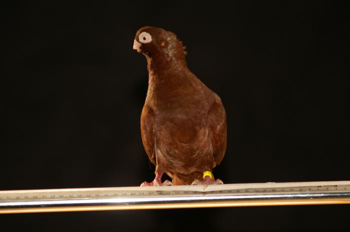 Picture 061 - jucatori de constanta