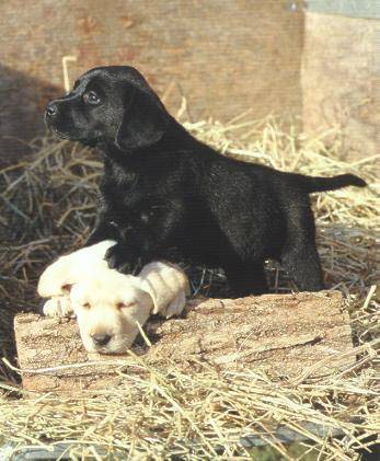 PUPPIE~1 - Animale