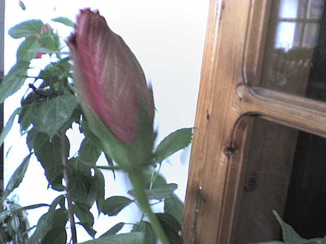 boboc roz involt - hibiscus