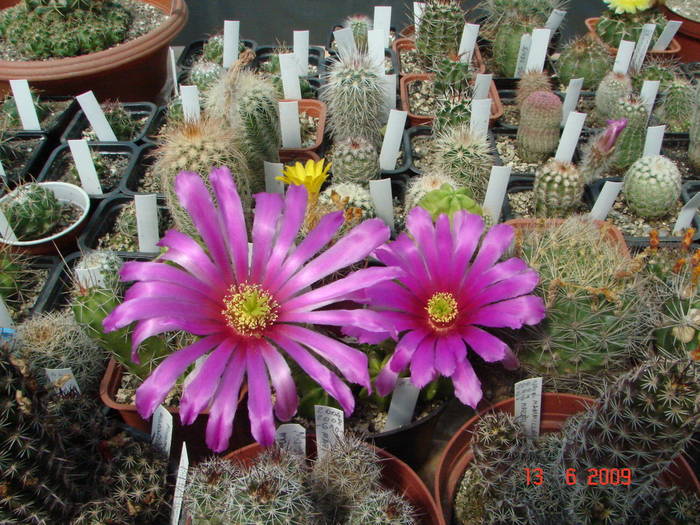 DSC06155