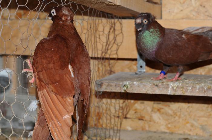 DSC_9919 - jucatori dublumotati calarasi 2008