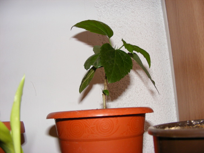 HIBISCUS
