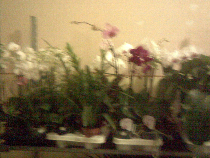 Imag011