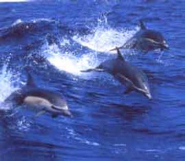 delfin - pentru roxymiley