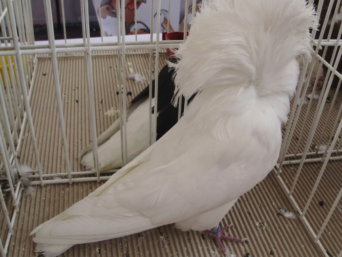 jacobin 1