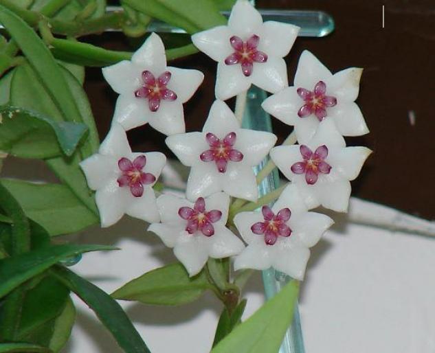 hoya bella; luata de la expozitia de flori de 1 iunie
