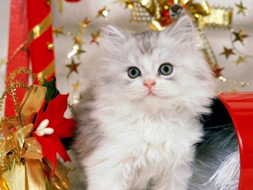 Christmas Poze Pisici Imagini Pisicute Wallpapers Kitten - Animale de companie