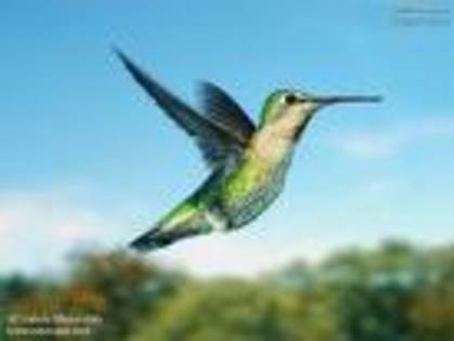 4545 - pasari colibri
