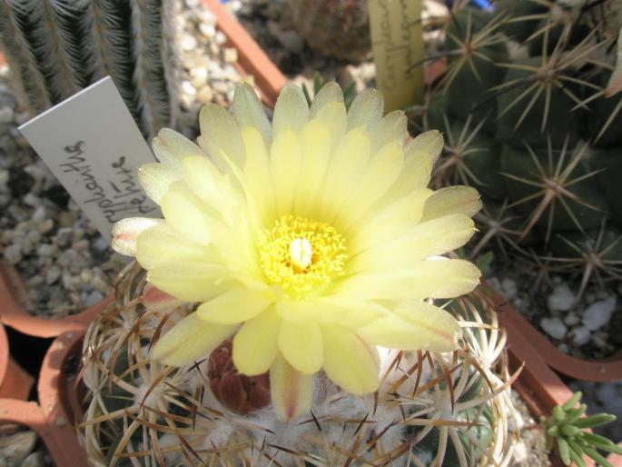 floare de Coryphantha retusa - CACTUSI - ANUL 2008