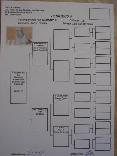 RO 581420-2007 M - 8-pedigree