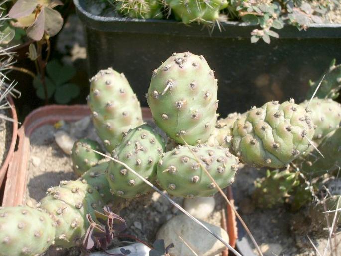 Tephrocactus