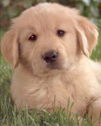 PUPPY_LOVE001_GOLDEN_RETRIEVER