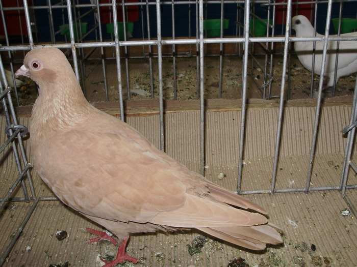 10859 kh 1 - 1507 partea 6a