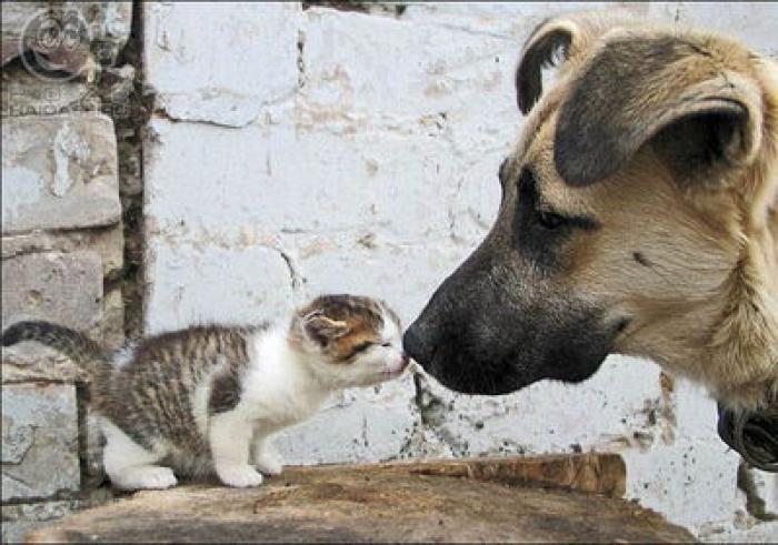 caine se saruta cu pisica