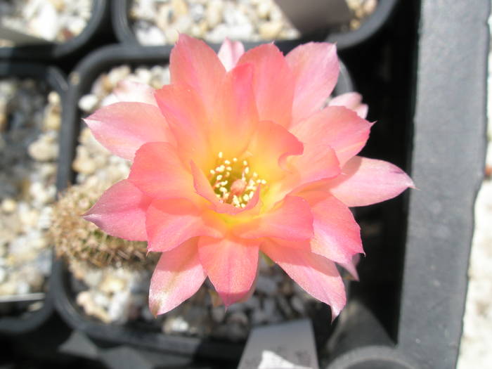 Chamaelobivia Perla di Verona - floare - Chamaelobivia