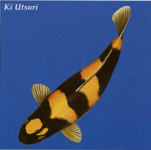 poisson_koi_ki_utsuri - KOI CARP