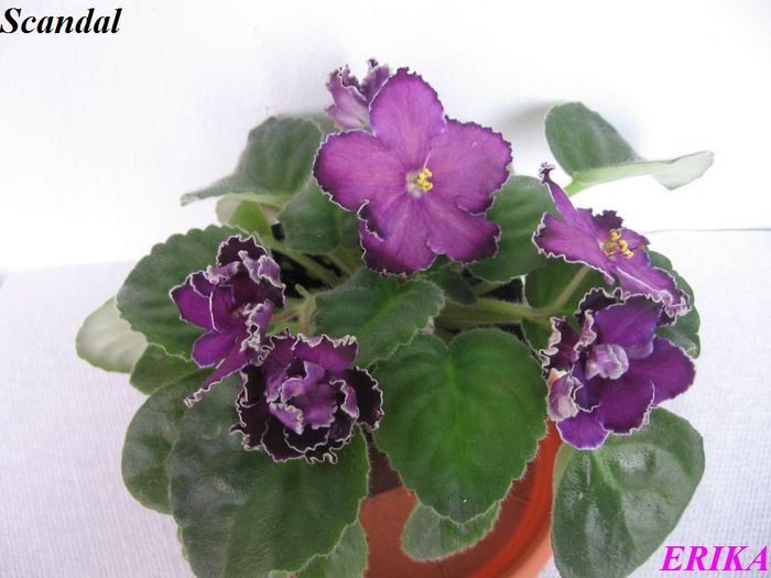 Scandal 2009 szept 4 - Violete de colectie