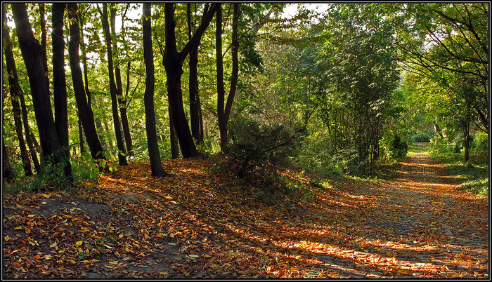 AleeGradinaBotanica - Gradina Botanica