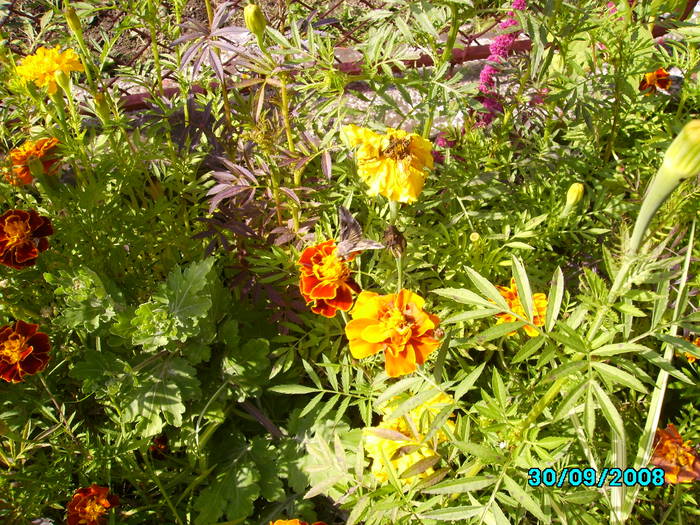 IMG_4639 - insecte si flori
