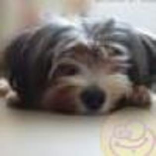 avatare_gratuite_124058f51551cc72e90e73809ad9aafb - CATELUSI