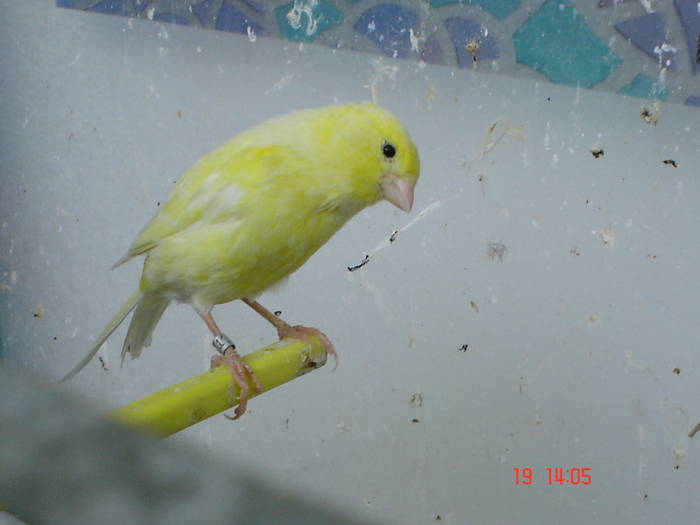 DSC03954 - canari poze 2009