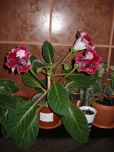gloxenie grena - flori - violete si gloxenii