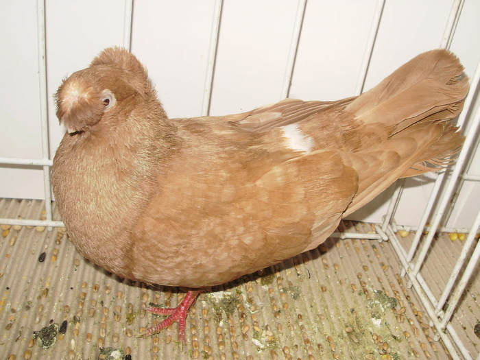 calarasi 11 - 1509 rom juc 1