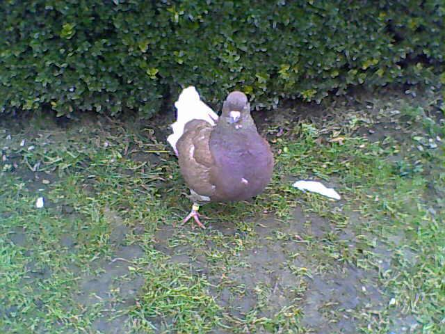 prumbel - eu o veverita o pasarica si porumbei