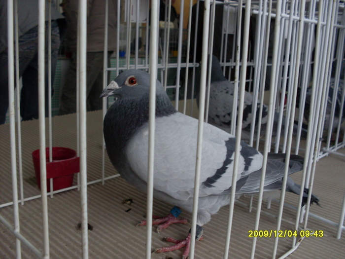 SDC11961 - expozitie deva 12-06-2009