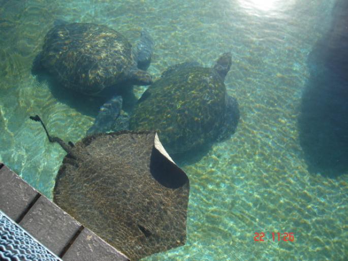 508 Israel - Eilat - The Observatory Marine Park - 2008 ISRAEL NOIEMBRIE