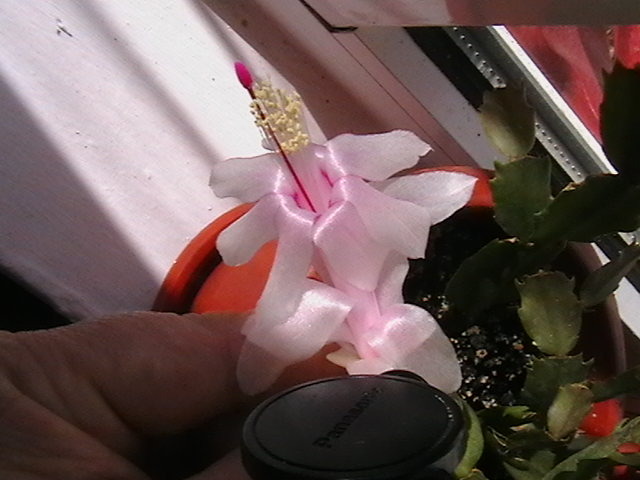 Picture 012