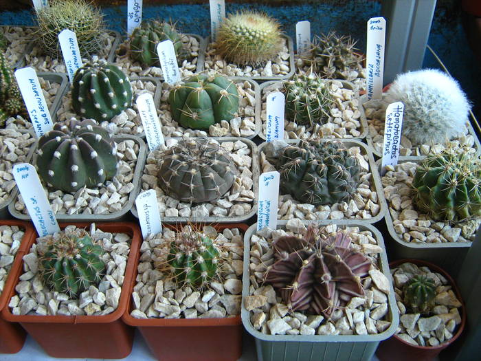 IMG_4461 - Cactusi 1 martie 2009
