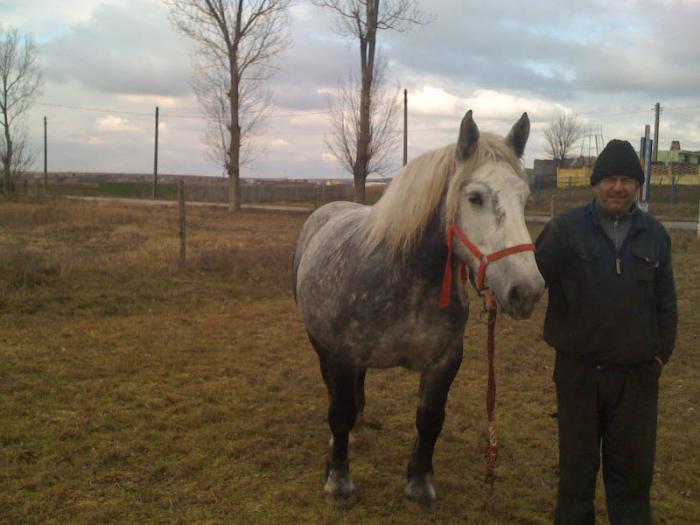 Percheron