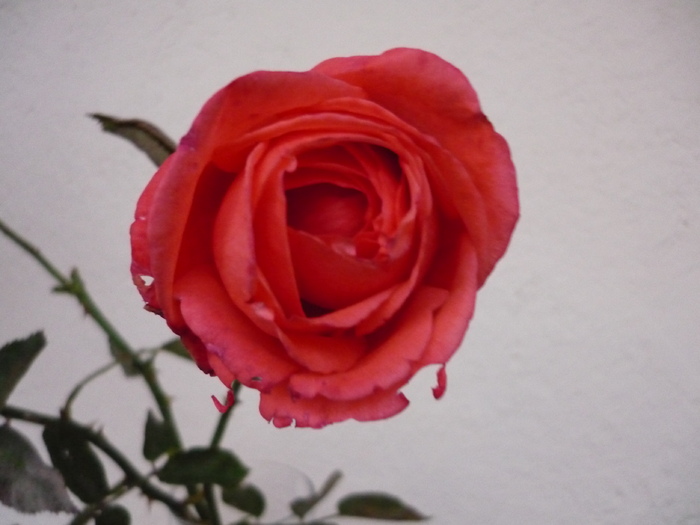 P1020088 - Trandafiri de la bunica