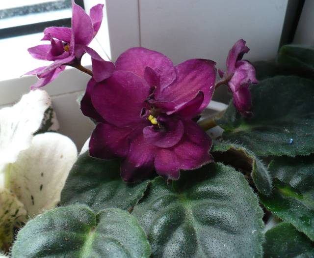 P1140370 - Saintpaulia - violete de camera