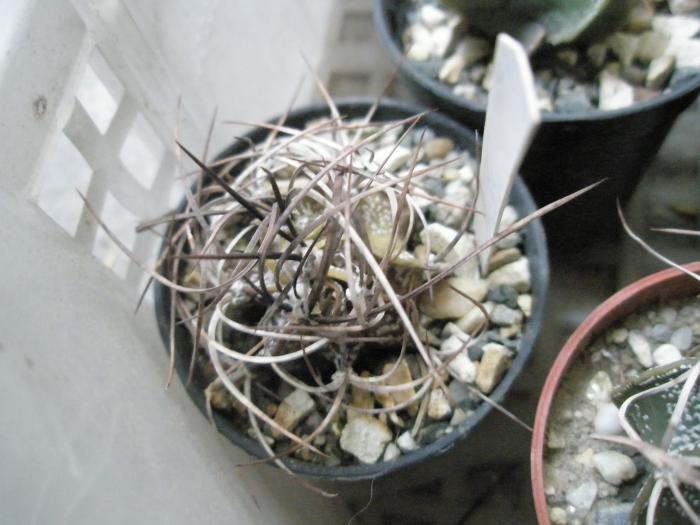 Astrophitum uscat - cactusi la iernat 2008-2009