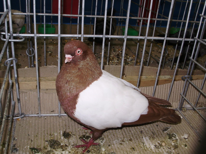 10692 ov 1 - 1507 partea 6a