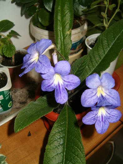 margaret - Streptocarpus