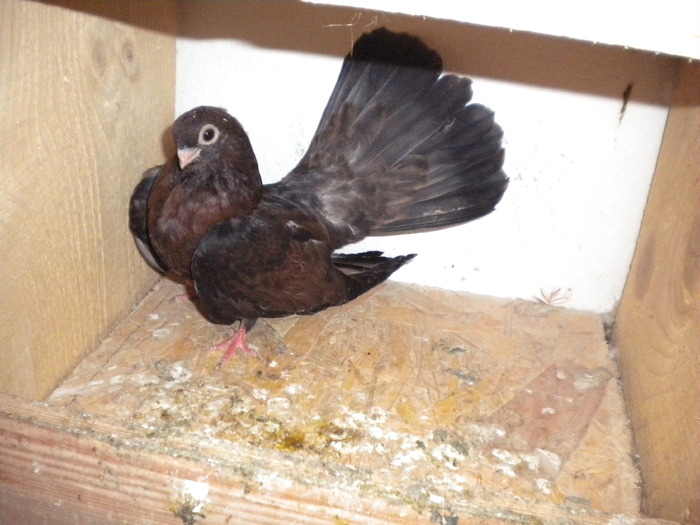 Picture 176 - Raicu 1